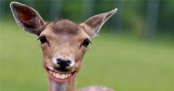 косуля смешная