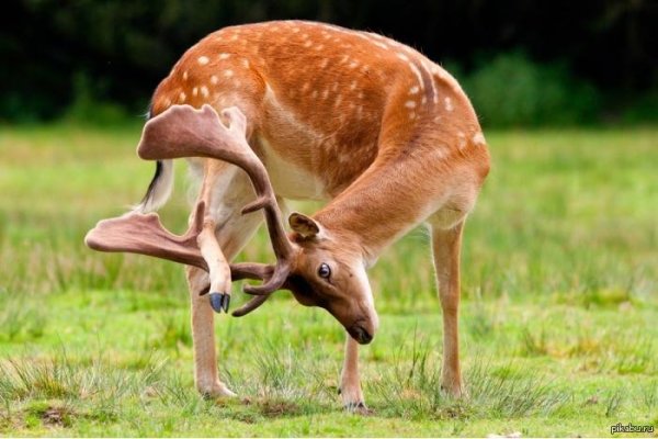 животное лань