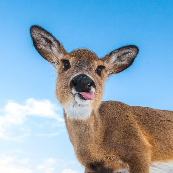 косуля смешная