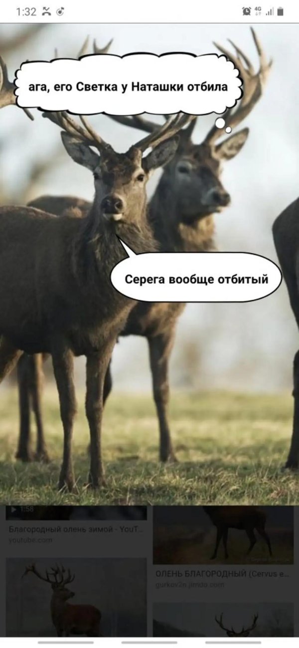 мем про оленя