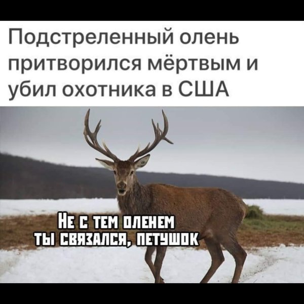 человека оленя подстрелили