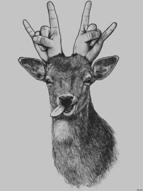 голова оленя карандашом