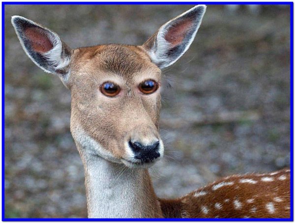 если бы у животных глаза были спереди