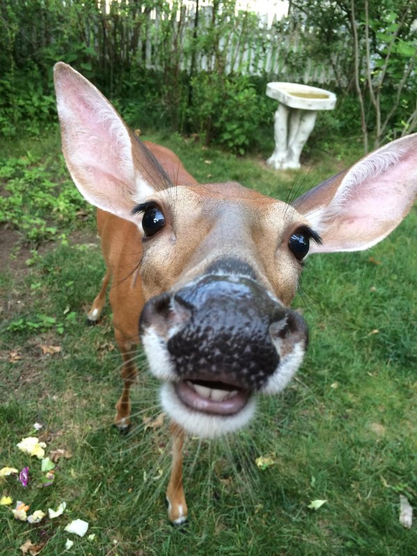 животные забавные