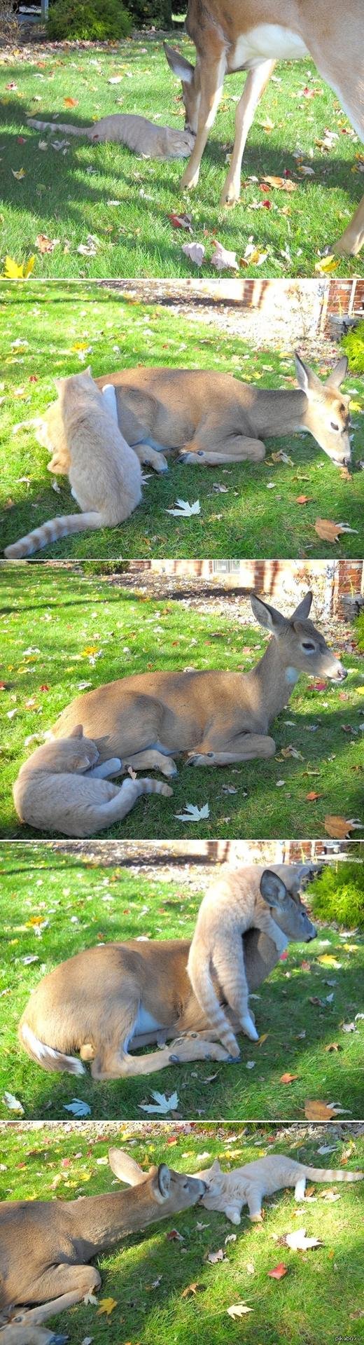 необычная дружба животных