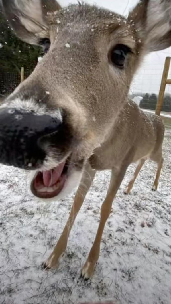 funny deer