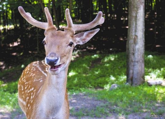 пятнистые олени