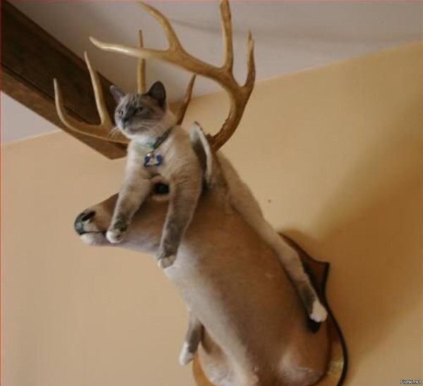 ориентальная кошка сиамского окраса