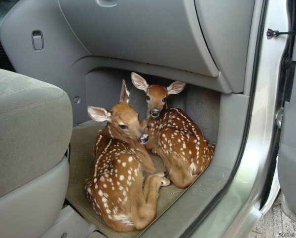 маленькие оленята