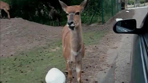 газели животное