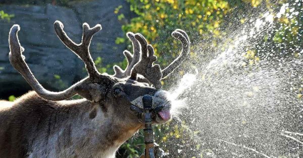 анциферово оленья ферма