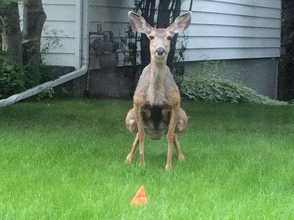 косуля смешная
