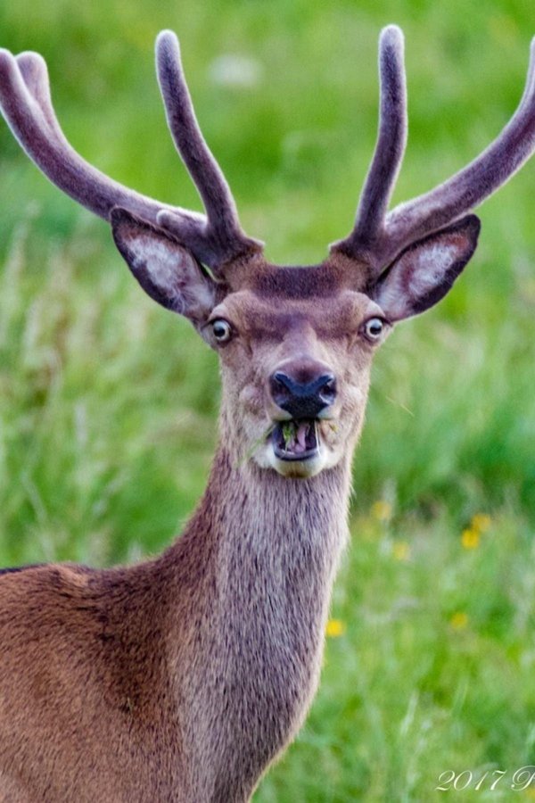 бешеный олень