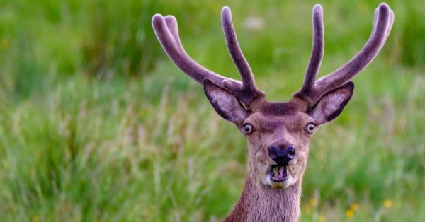 смешные олени