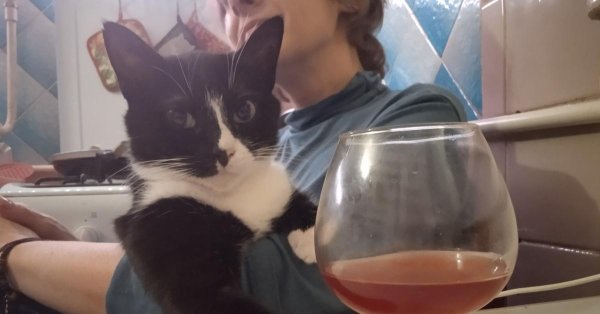 кот алкоголик