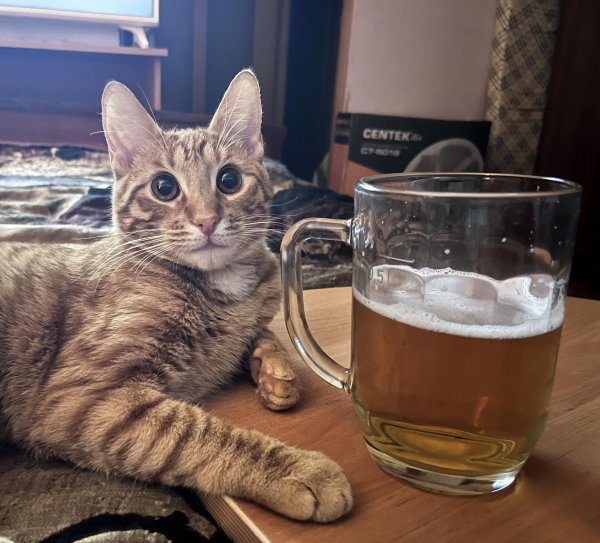 кот пьет пиво