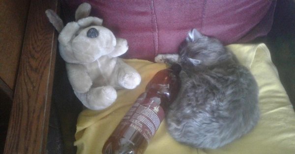 кот собутыльник