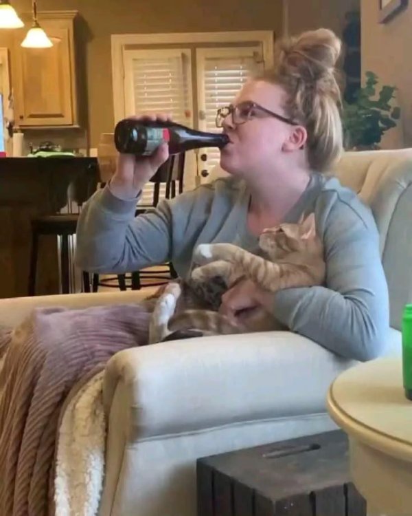 коты алкоголики