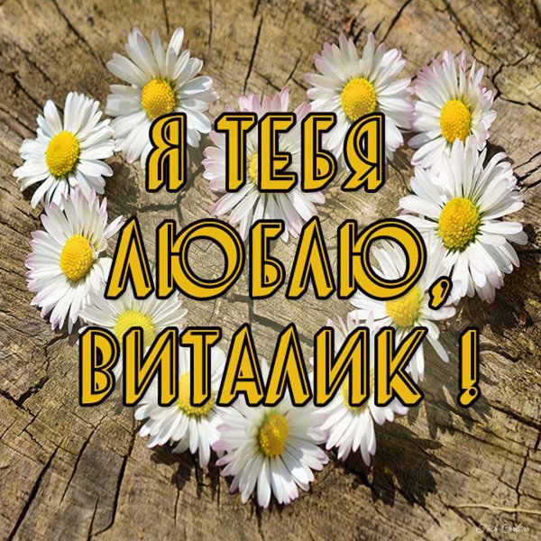 виталик я тебя люблю