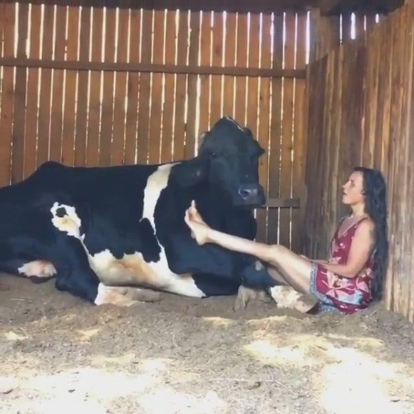 корова ферма