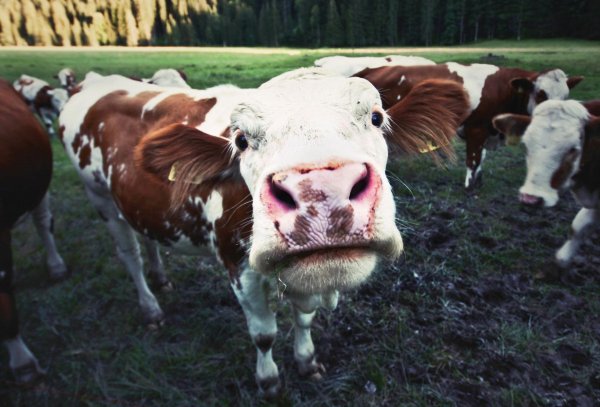 крупного рогатого скота