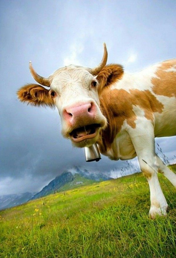счастливая корова