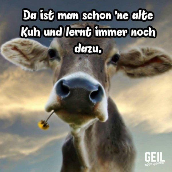 морда коровы