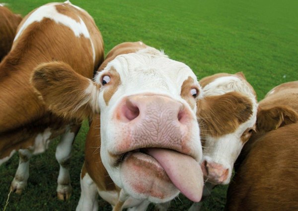 животные ферма