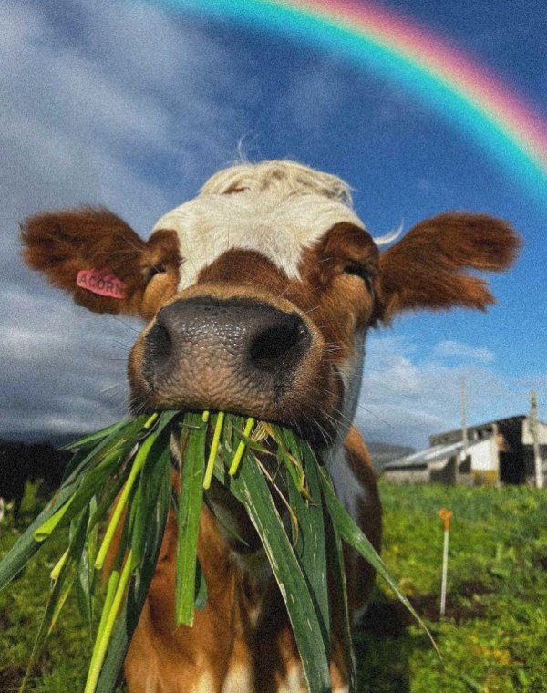 радостный теленок