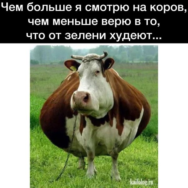 толстые коровы