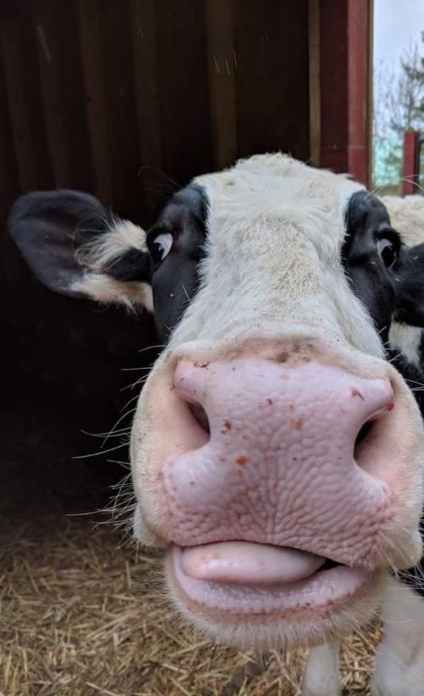 корова с языком