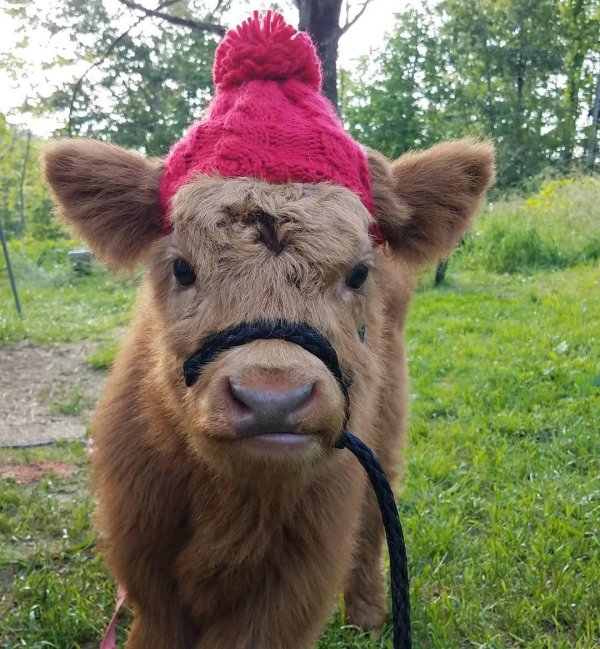 теленок милый