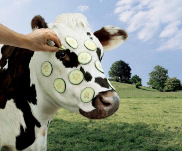 улыбка коровы