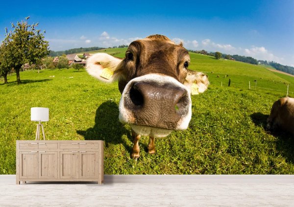 корова морда