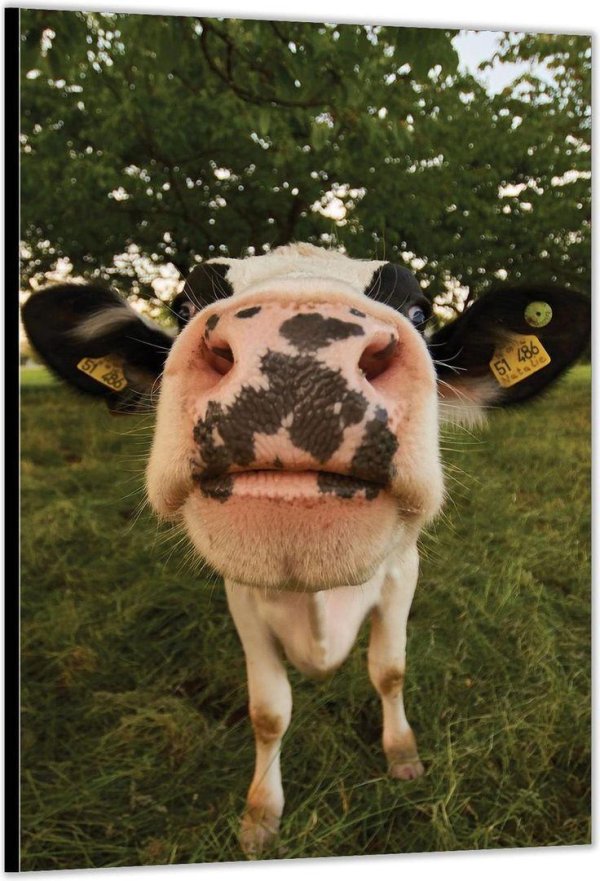 счастливая корова