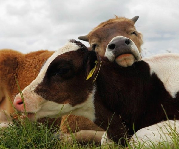 милые телята