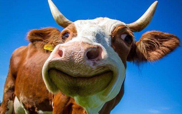 корова телка