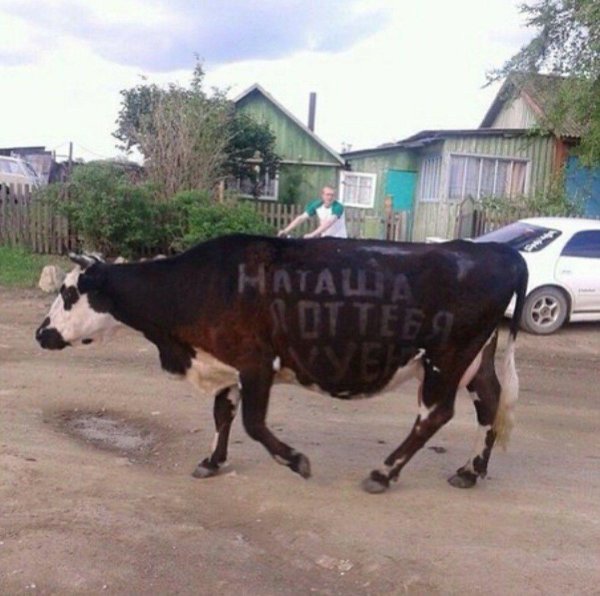 сельхоз животные