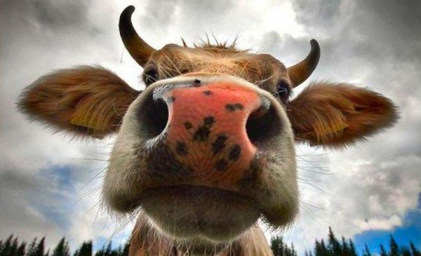 улыбающаяся корова