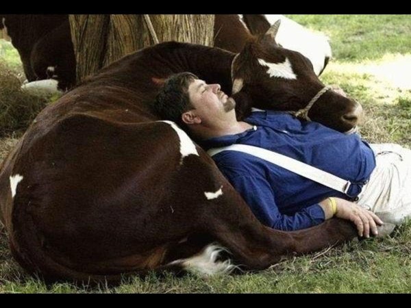 сельскохозяйственное животное