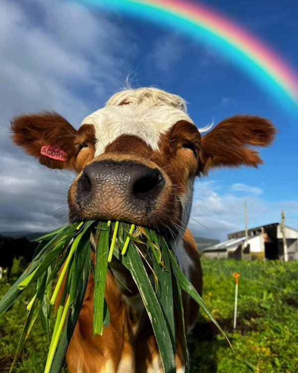 радостный теленок