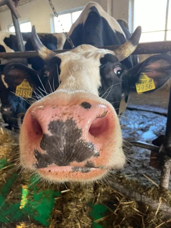 крупного рогатого скота