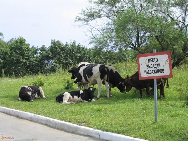 прикольная корова