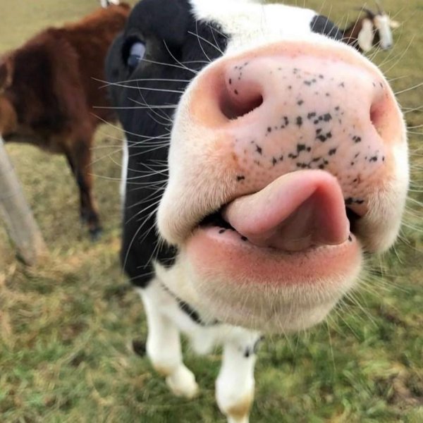 корова морда