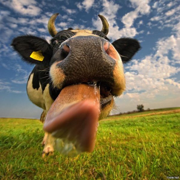 веселая корова