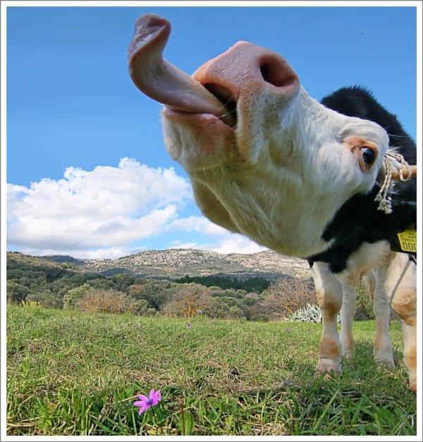 прикольная корова