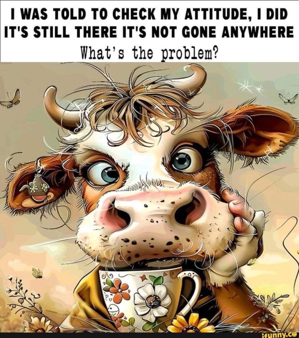 быки коровы