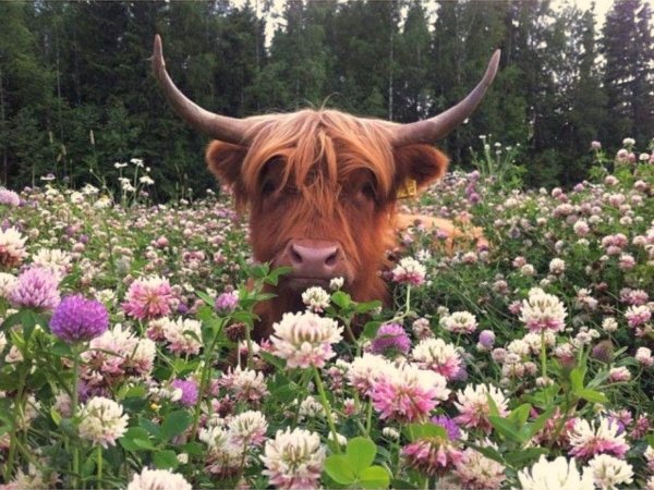 highland cow