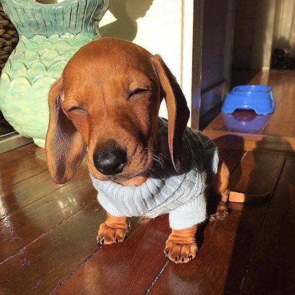 свитер для таксы