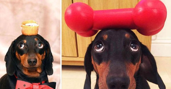 такса маленькая